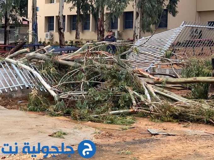 الرياح تقتلع شجرة ضخمة في مدرسة الرازي في جلجولية 
